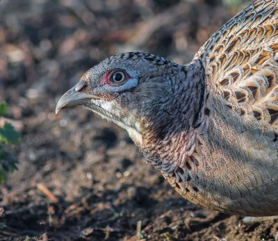 Hen Pheasant