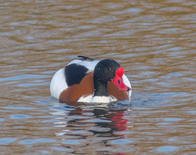 Drake Shelduck