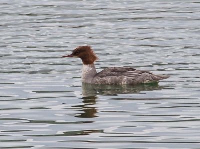 Goosander - female
