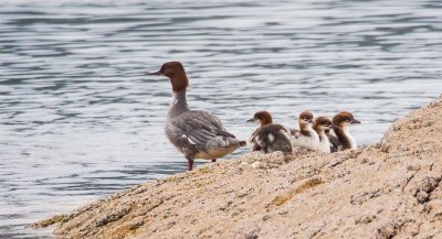 Red-breasted Merganser - female & young