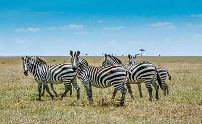 Masai Mara