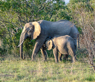 Masai Mara