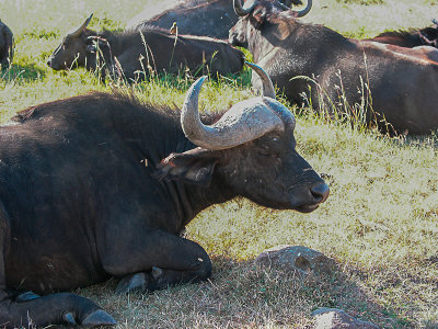 Masai Mara