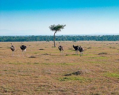 Masai Mara