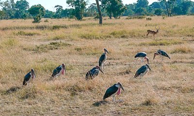 Masai Mara