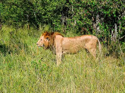 Masai Mara