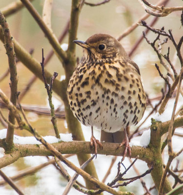 Song Thrush