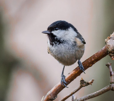 Coal Tit