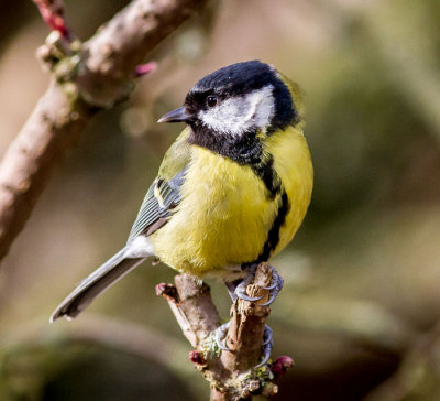 Great Tit