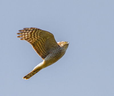 Female Sparrowhawk