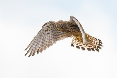 Kestrel female