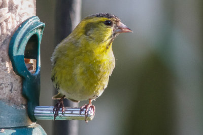 Siskin male