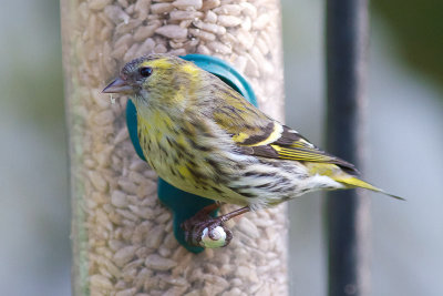 Siskin female