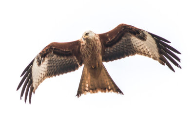 Red Kite