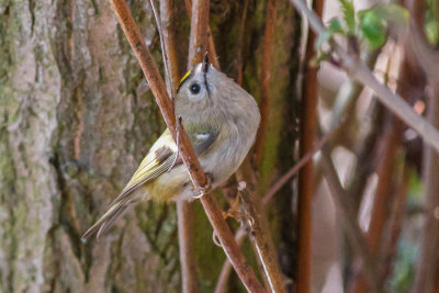 Goldcrest