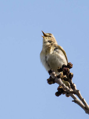 Willow warbler.jpg
