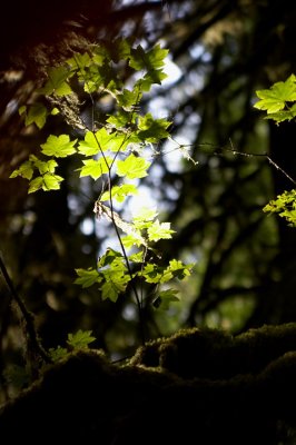 Along the trail to Marymere Falls in Olympic National Park
