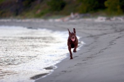 Bensie