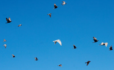 Birds