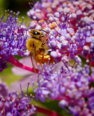 bee