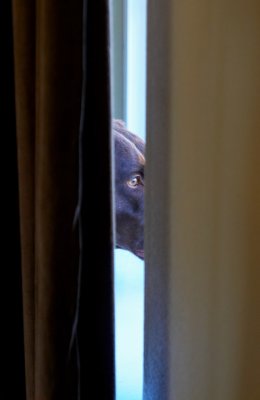 Bensie waiting...and looking out the window
