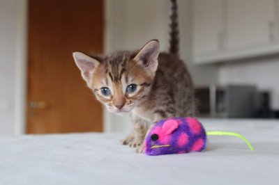 One of the 2 Chocolate spotted females, 3,5 weeks old