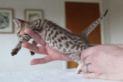 Spots all over