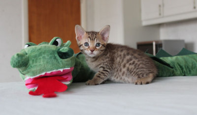 5 weeks old