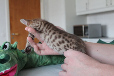 Big spots