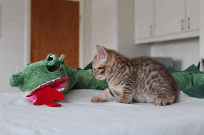 Uhh, bad breath Mr. Dragon!