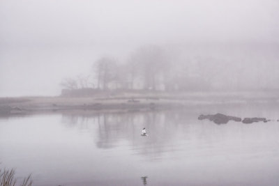 310, Marshlands Conservancy, Rye