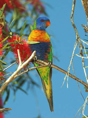 Rainbow Lorikeet