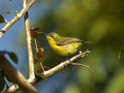 Yellow Brested Sunbird (female)