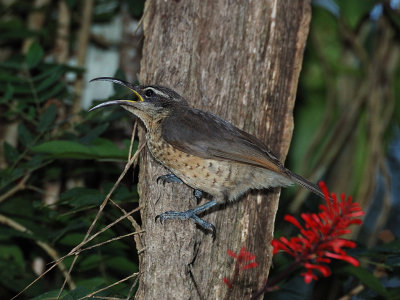 Queen Victoria Riflebird (female)