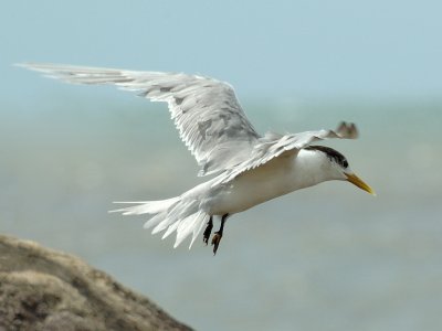 lesser-crested-tern.jpg