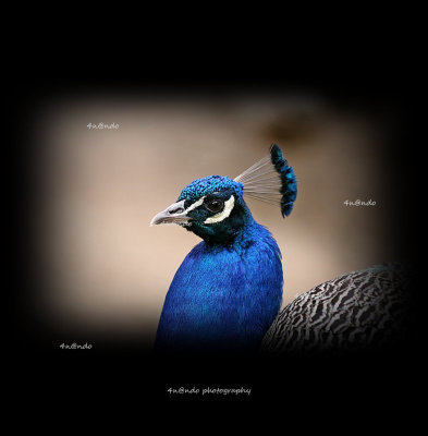 Peacock 3.jpg