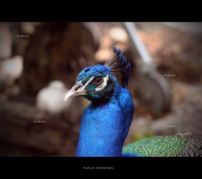 Peacock 4.jpg