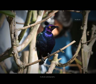 Purple bird.jpg