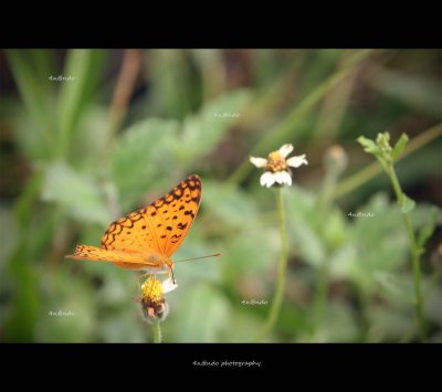Butterfly 1.jpg