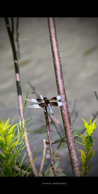 Dragonfly 5.jpg