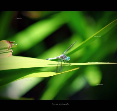 Dragonfly 6.jpg
