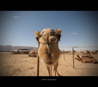 camel 3.jpg