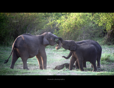 elephants 2.jpg