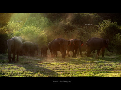 elephants 3.jpg