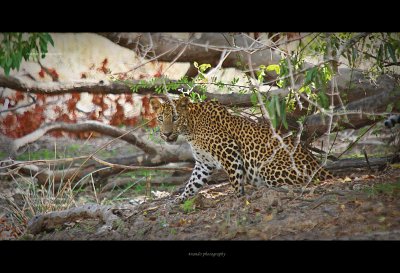 Leopard - Wilpattu, Sri Lanka