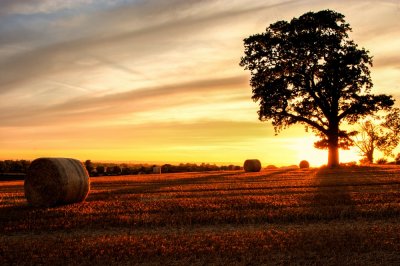 A Harvest Sunset