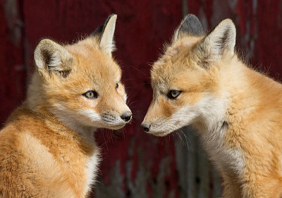 fox 19