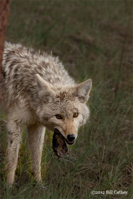 Coyote with Catch, by Bill Cathey