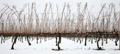 Winter in the vineyard