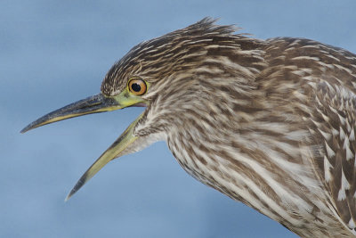 Juvenile Black Crowned Night Heron